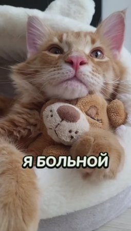 Бя-бя-бя-бя-бя #животные #котики #тренд