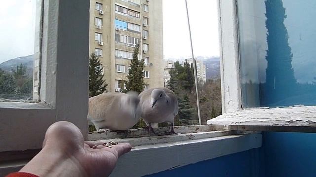 голуби. смотреть онлайн