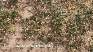 Отравление Пасеки ГЕРБИЦИДАМИ