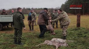 Загоны в Налибокской пуще. Охота в Беларуси .