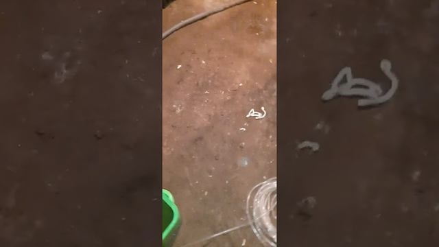 разморозить трубу , в подвале, под землёй, разморозка труб пластиковых, железных своими методами смотреть онлайн