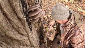 Грибы Вёшенки. Дневник натуралиста, 7 ноября 2023 г.