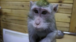 ЧТО ЖЕ ЕСТ ДОМАШНЯЯ МАКАКА ? DOMESTIC MACAQUE IN RUSSIA