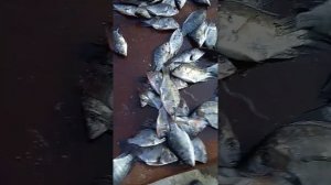 ?солим рыбу Теляпия на таранку,, ?Это? Ужас??