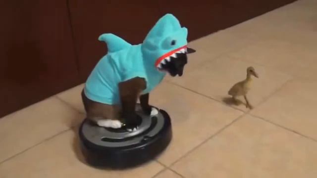 Ужастик с участием кота смотреть онлайн