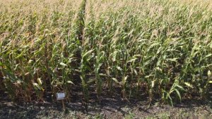 240913_П022_Демо_Кукуруза