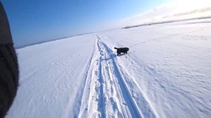 Собака для охоты Лабрадор. Прогулка с лабрадором