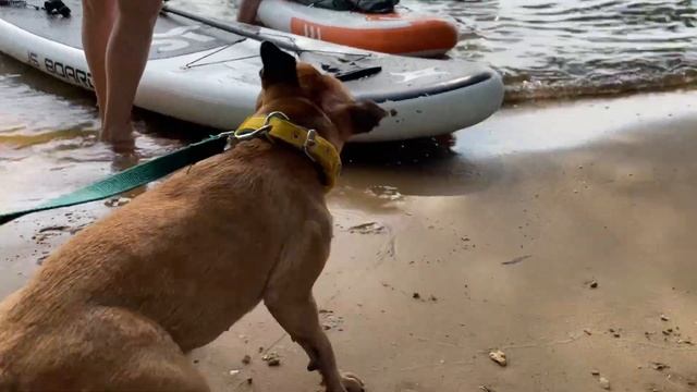 Моя стаффи на закате? ? смотреть онлайн