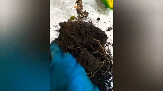 Антуриум#белый мужское счастье #ВиленаЦветкова