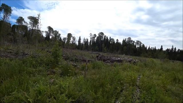 Сбор лесной земляники в делянке