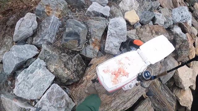 Live Bloodworms VS Artificial Bloodworms: Striped Bass Fishing NYC смотреть онлайн