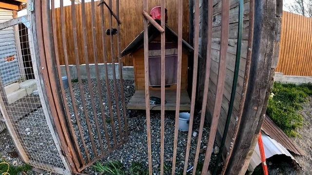 Волчица напала на котенка и за это получила по заслугам. Агрессивный волк Луна защищается от меня. смотреть онлайн