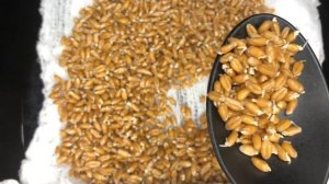 Как прорастить пшеницу в домашних условиях | Полезная еда дома | Рецепты просто