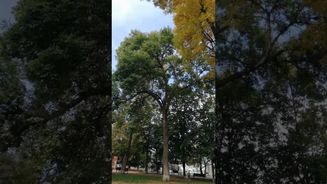 Ясень пенсильванский или Ясень ланцетный (Fraxinus lanceolata)