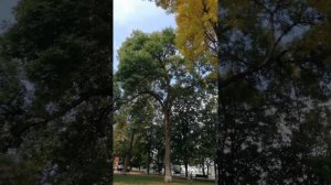 Ясень пенсильванский или Ясень ланцетный (Fraxinus lanceolata)