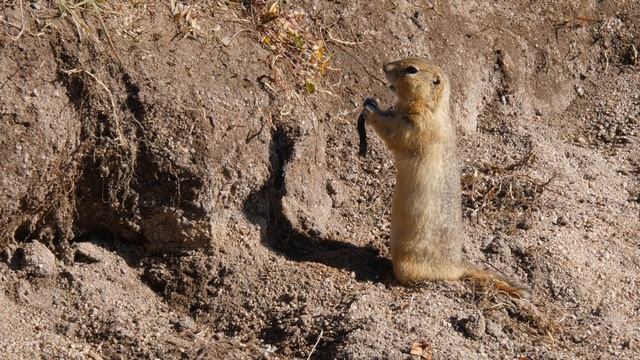 Нелёгкая жизнь монгольских сусликов. смотреть онлайн