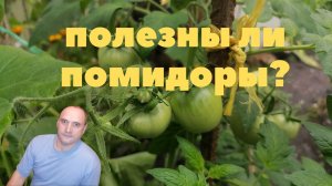 Помидоры, обзор и польза, как вносить удобрения