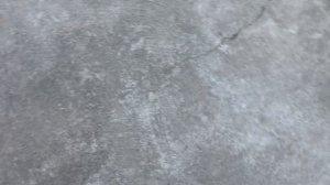 Тайсону 7 месяцев. Щенок немецкой овчарки от Руфы и Маркуса. Puppy German Shepherd 7 months.