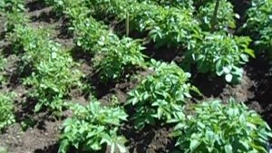 Поливать или нет,Окучивать или нет-картофель СЫНОК