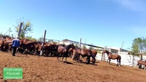 Таврация жеребят.| Табунное коневодство. Снова выскочила...