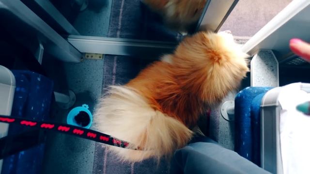 КОТИК И ПЕСИК ЕДУТ В ПОЕЗДЕ вместе с ЕЖИКОМ | ЕЖИК В ПОЕЗДЕ | ПЕРЕЕЗД НА ПОЕЗДЕ С КОШКОЙ И СОБАКОЙ