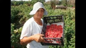 выращивание рассады баклажанов в домашних условиях, growing seedlings of eggplant at home,