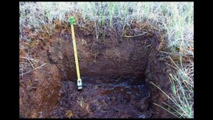 Болотные почвы