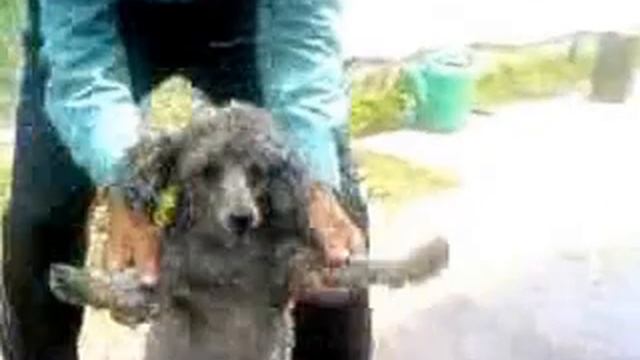 Фино собачья полька смотреть онлайн