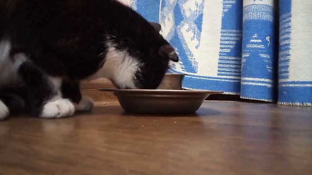 Ура!!! Подключили монетизацию! Василий меня развел на вторую порцию рыбы) смотреть онлайн