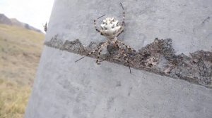 Паук Аргиопа дольчатая (Argiope lobata). Дагестан