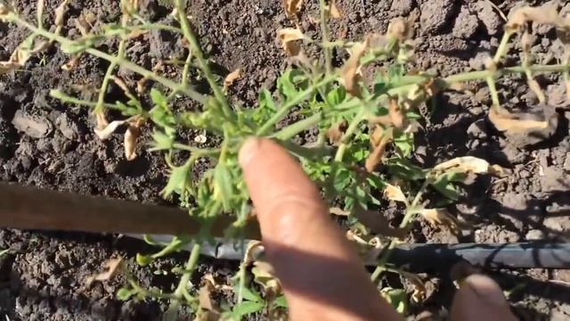 Замерзли томаты. Что делать? Ольга Чернова. смотреть онлайн