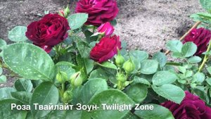 Роза Твайлайт Зоун- Twilight Zone Rose Tom Carruth США, 2011 Грандифлора (Grandiflora)