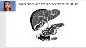 Пищеварение в тонком кишечнике