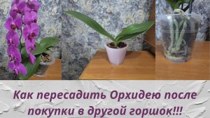 Как пересадить Орхидею после покупки!!!! Обработка корней! Важные моменты при пересадке!