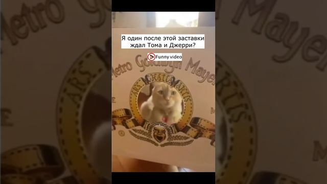 Приколы с котами! Смешные коты СМЕШНЫЕ ЖИВОТНЫЕ 2023! приколы с животными.#17