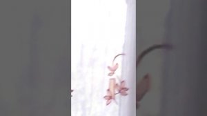 У нас дома в окно стучала синичка!