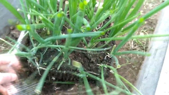 Высаживаю рассаду лука на грядку. смотреть онлайн