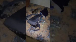 Вызов Дух Чеширского Кота!!!