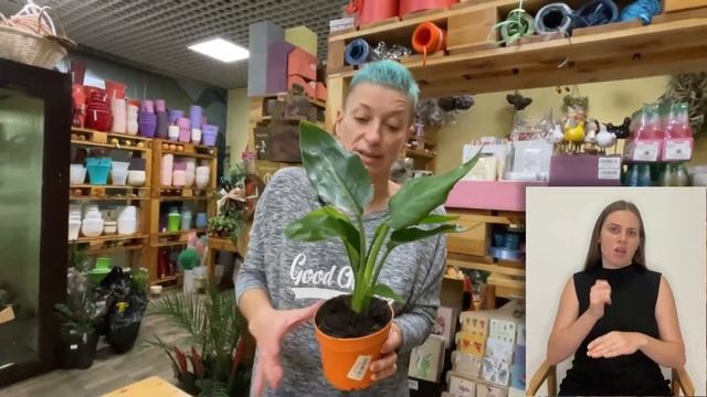 Стрелиция Королевская { СУРДОПЕРЕВОД } Растение Райская птица | Секреты ухода за стрелицией смотреть онлайн