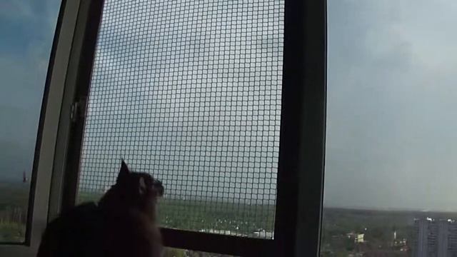 Кот и офигевшие ласточки смотреть онлайн