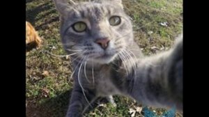 Песня "мой котик котик котик"