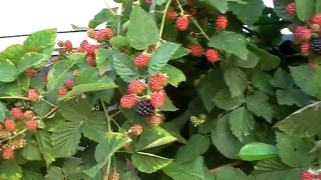 Борьба с муравьями. Сода и корица! смотреть онлайн