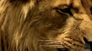 Клип про львов.