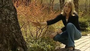 Екатерина Черняева - Вечнозеленые растения