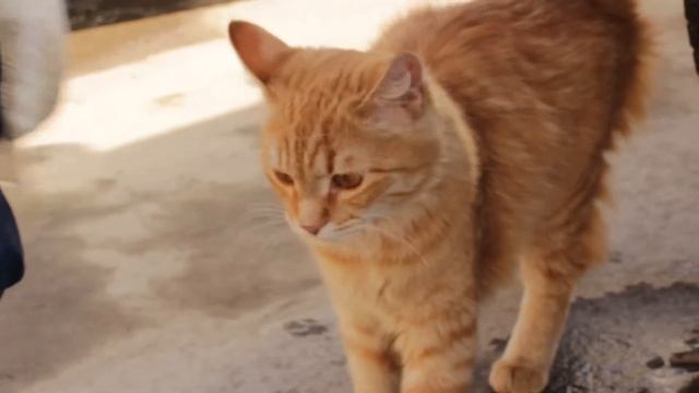 Видеоролик на экологическую тематику "Наш город". г. Тольятти смотреть онлайн