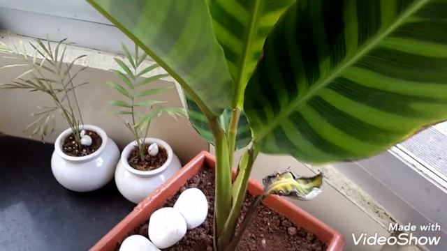 How to grow Maranta calathea Zebrina | praying plant | maranta calathea | maranta | calathea plant смотреть онлайн