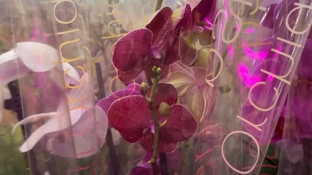 Орхидеи по 550 руб в Леруа Мерлен. Ягуар, Кимоно .... Много цимбидиумов!) смотреть онлайн