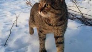 Толкование снов в исламе. Что означает если, во сне видеть кошек?