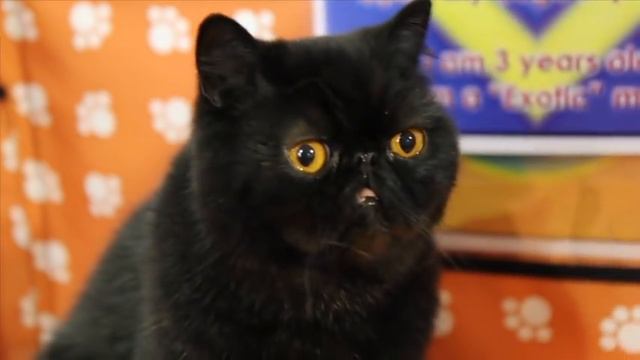 Oh Hai - Parry Gripp смотреть онлайн