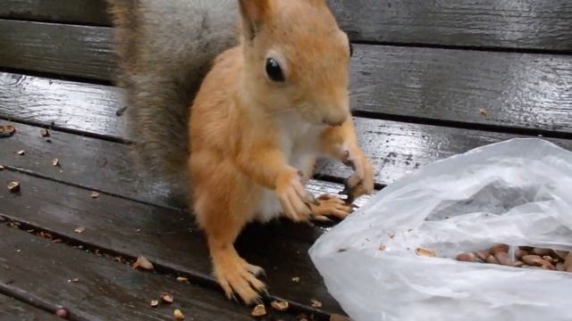 Белочка кушает и выясняет отношения смотреть онлайн